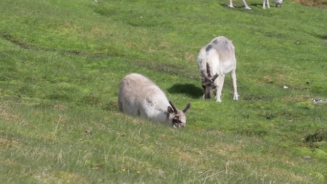 Reindeer in the green grass of Spitsbergen Norway