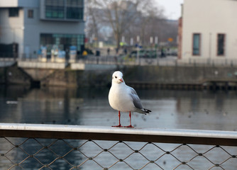 seagull in town