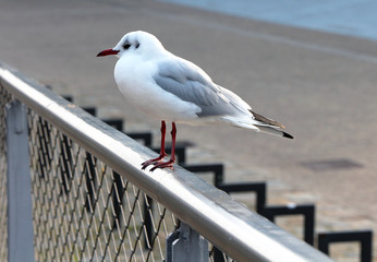 seagull in town