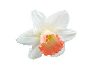 Fototapeta na wymiar Orange and white nascissus flower bud, isolated