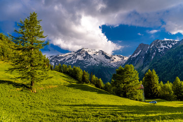 Fototapeta na wymiar Pine trees in fields in Alp mountains, Martigny-Combe, Martigny,
