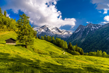 Pine trees in fields in Alp mountains, Martigny-Combe, Martigny,