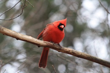 cardinal on a branch