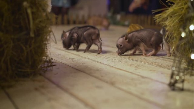 a small lively pig runs on the floor. Decorative piglet mini piggy