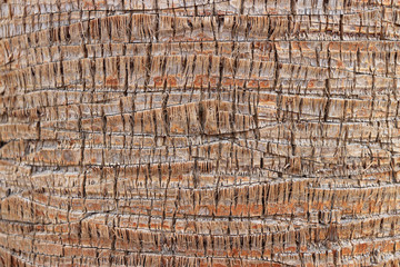 Exotic wood backdrop. Palm bark pattern texture. Tropical tree trunk background.