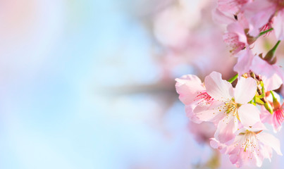 Pink sakura petals flower background. Romantic blossom sakura flower petals