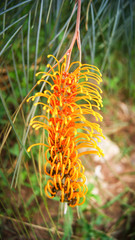 Grevillea flower of yellow orange on tree in the summer garden / Flowers of  grevillea in pine family