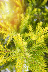 Close up pine green leaf on summer or Chamaecyparis pisifera - Dacrydium elatum Pine family