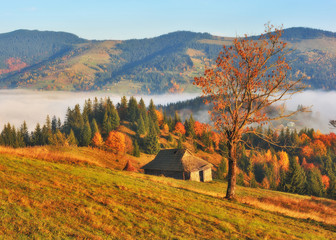 autumn sunrise. foggy morning in the Carpathian mountains