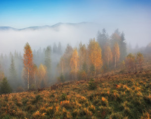 autumn sunrise. foggy morning in the Carpathian mountains