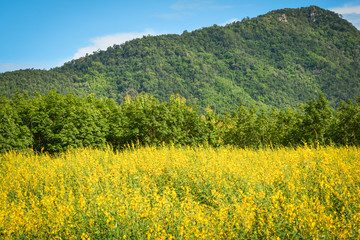 Fototapeta premium yellow field in blue sky and mountain background - Beautiful landscape Spring flower Sunhemp field