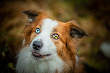 The Collie