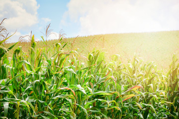Obraz premium Corn field with Corn tree grow in farm agriculture area / sunrise over on green field background