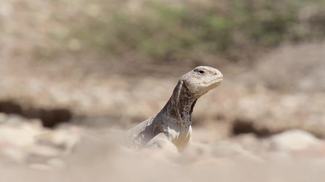 Dab Lizard Close up shot Dab Lizard from Israel