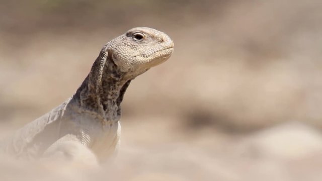 Dab Lizard Close up shot Dab Lizard from Israel