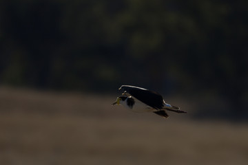 Lapwing