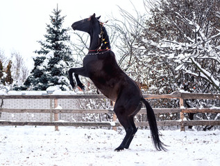 A beautiful black horse in Christmas decorations stands on its hind legs against the background of snow