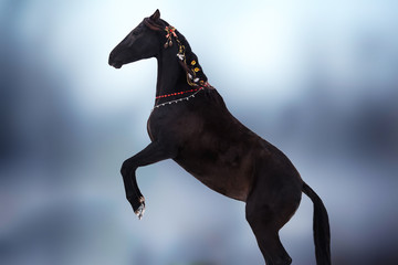 Fototapeta na wymiar A beautiful black horse in Christmas decorations is standing on its hind legs