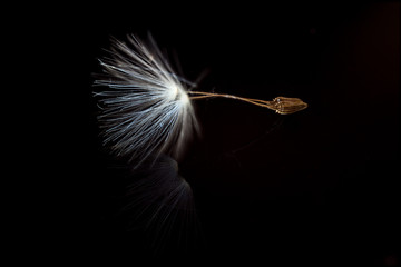 Dandelion Seed on Black background 