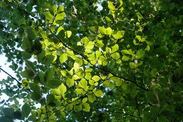 Frische grüne Blätter des Blätterdach einer Buche im warmen, klaren Sonnenschein im natürlichen Wald