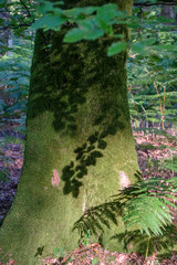 grüner Stamm einer Buche im Wald mit Lichtspiel Schlagschatten der eigenen Blätter 