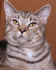 Obraz premium BEAUTIFUL BROWN TABBY CAT