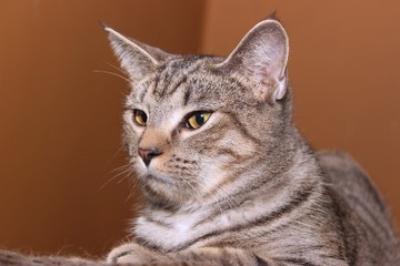 Obraz premium BEAUTIFUL BROWN TABBY CAT