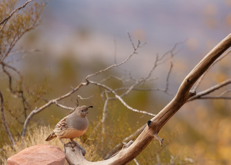 Fototapeta premium A female Gambel's quail stands on the end of a bare branch with autumn foliage in the background.