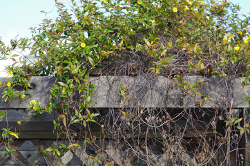 Climbing flowering vines on a cedar pergola