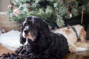 Cocker spaniel dogs by Christmas tree