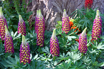 Garden lupin