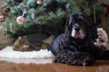 Pets lying by Christmas tree