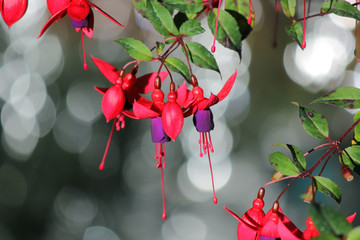 lady's eardrops, red and purple fuchsia magellanica flower