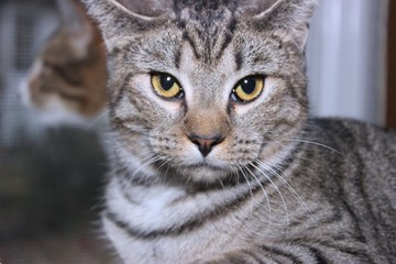 GRAY TABBY CAT