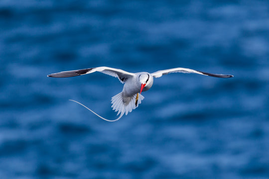 Tropic Bird