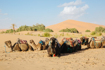 camels in the sahara