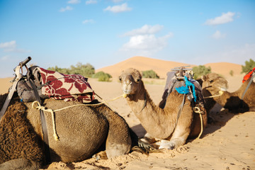 Fototapeta premium camel tour in the sahara desert