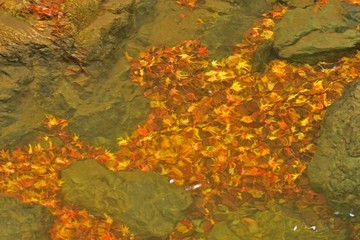 Fototapeta na wymiar 水中に沈んだ落ち葉の情景＠箕面、大阪