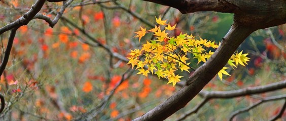 きれいに色づくモミジの紅葉＠箕面、大阪