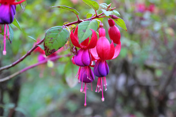 lady's eardrops, red and purple fuchsia magellanica flower