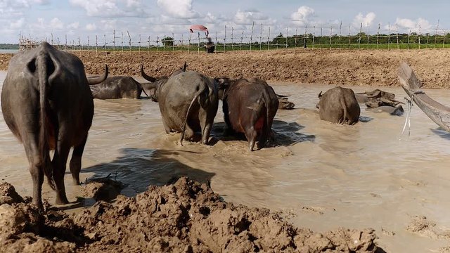 Herd of water buffaloes walking down in the muddy river water to bath ( close up)