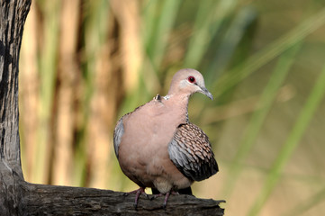 Spotted dove 