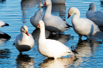 Snow Geese at Bosque Del Apache National Wildlife Refuge