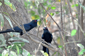Indian song bird koel