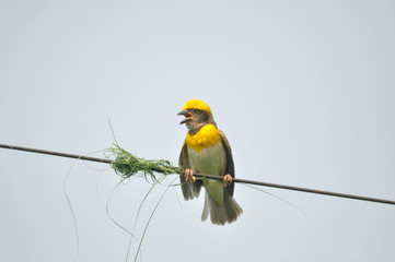 Indian weaver bird nesting 