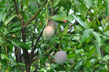 Purple mango with branch