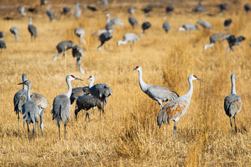 Obraz na płótnie Canvas Sandhill Cranes at Bosque Del Apache National Wildlife Refuge