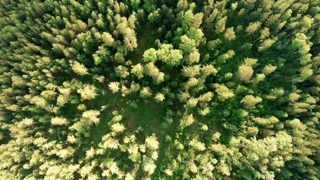 Aerial vertical shot above treetops. Drone flies forward over forest. Slowly