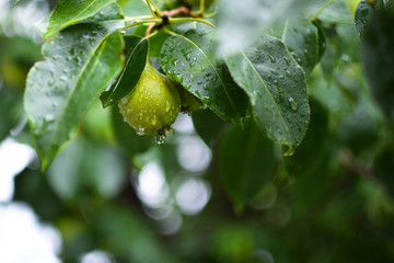 Fototapeta premium Drops. One pear