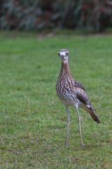 Stone Curlew